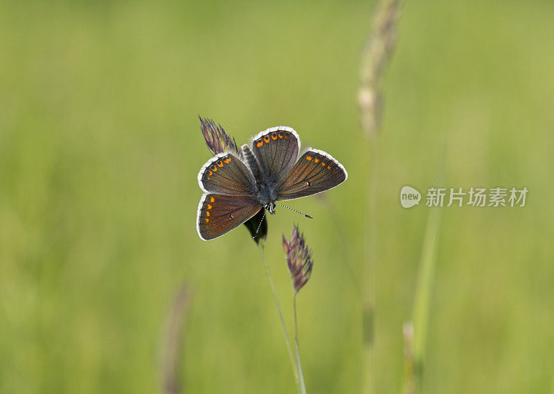 棕Argus蝴蝶(Aricia agestis)